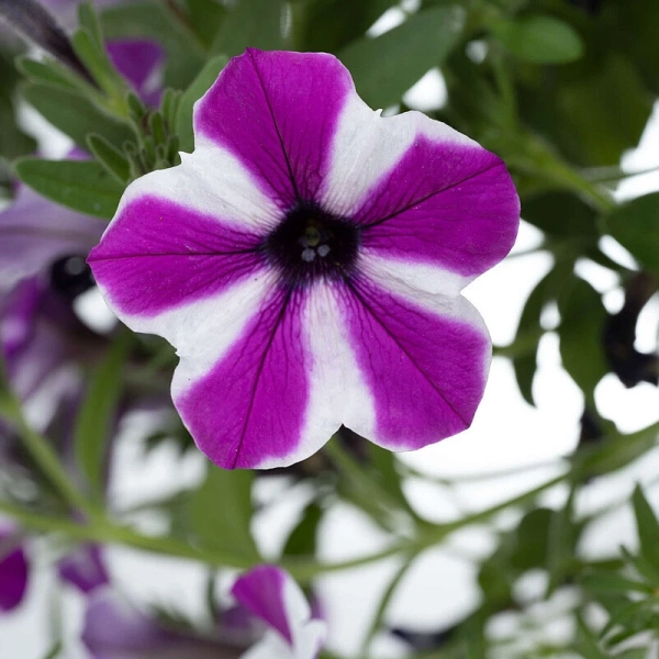Petunia Capella 'Magenta Diamond' – kwitnienie